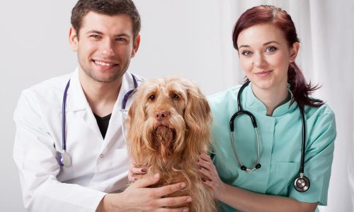 auxiliar-veterinario-1000×675 auxiliar-veterinario-1000x675