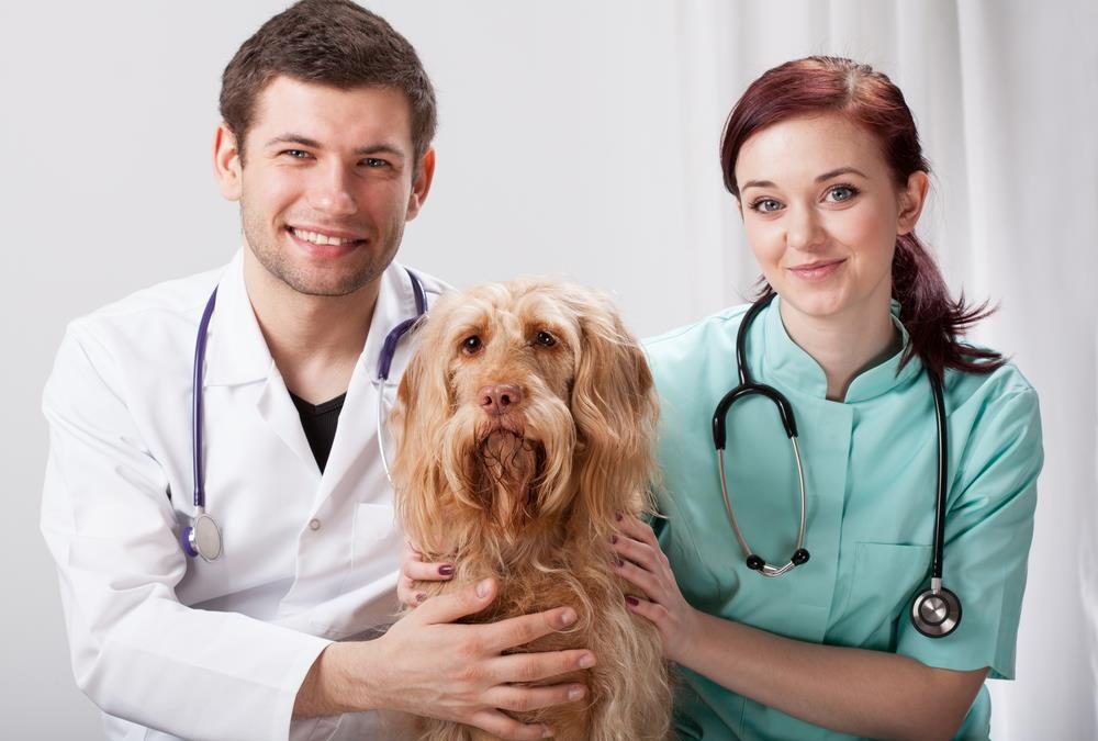 auxiliar-veterinario-1000x675